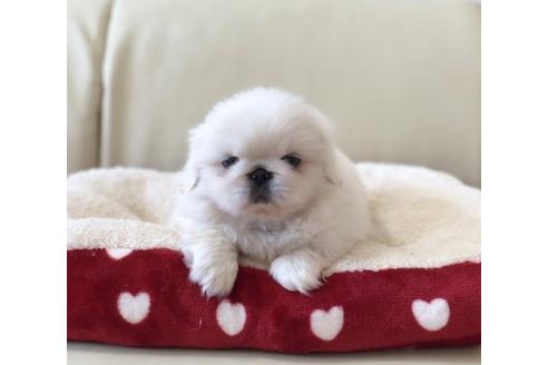 成約済の香川県のペキニーズ-57719の3枚目