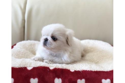 成約済の香川県のペキニーズ-57719の2枚目