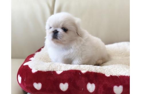 成約済の香川県のペキニーズ-57719の1枚目