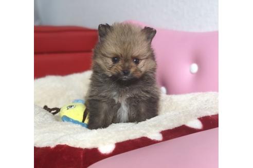 成約済の香川県のポメラニアン-57716の1枚目