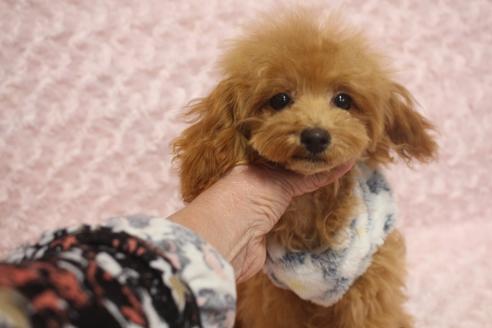 成約済の奈良県のトイプードル-58034の2枚目