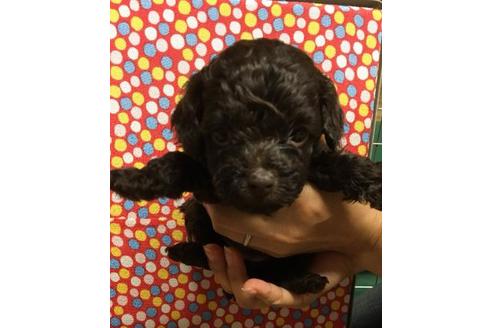 成約済の静岡県のトイプードル-58048の2枚目