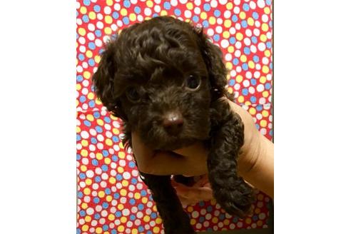 成約済の静岡県のトイプードル-58049の2枚目