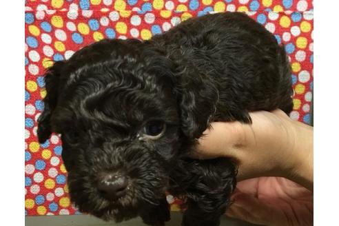 成約済の静岡県のトイプードル-58049の1枚目