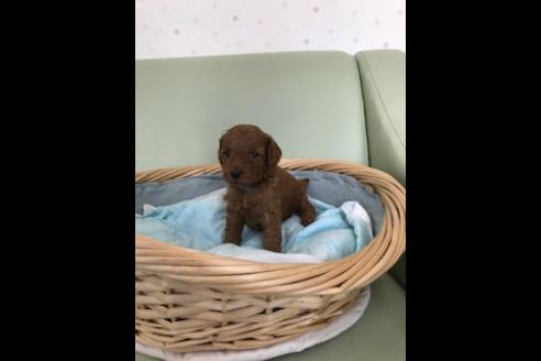 子犬