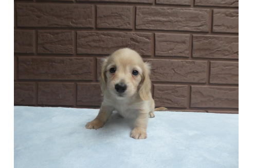 成約済の埼玉県のカニンヘンダックスフンド(ロングヘアード)-57713の3枚目