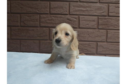 成約済の埼玉県のカニンヘンダックスフンド(ロングヘアード)-57713の2枚目