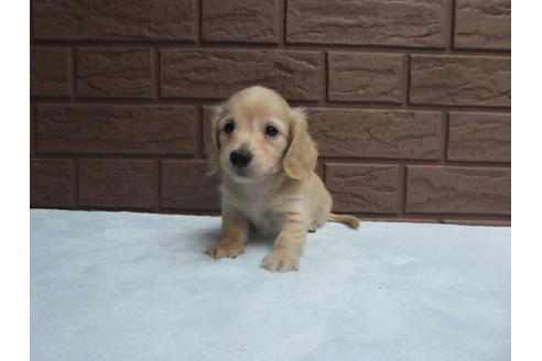 成約済の埼玉県のカニンヘンダックスフンド(ロングヘアード)-57713の1枚目