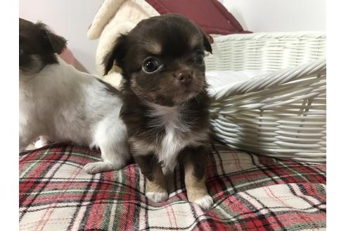 子犬