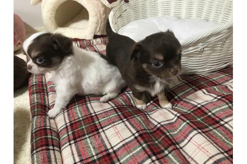 成約済の埼玉県のチワワ(ロングコート)-57973の2枚目