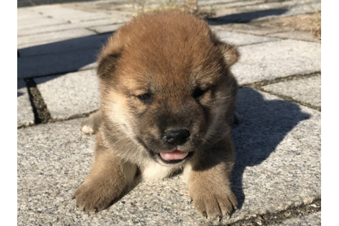成約済の長崎県の柴犬-58062の4枚目