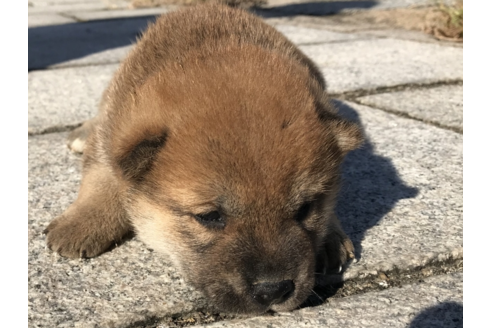 成約済の長崎県の柴犬-58062の3枚目