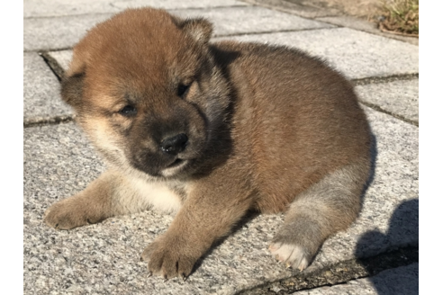 成約済の長崎県の柴犬-58062の2枚目