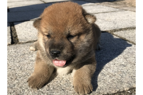成約済の長崎県の柴犬-58062の1枚目