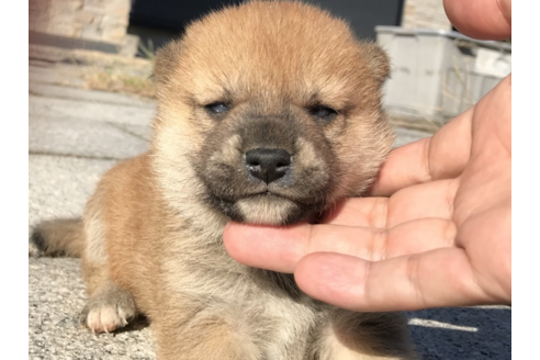 成約済の長崎県の柴犬-58063の10枚目