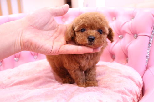 成約済の茨城県のトイプードル-57834