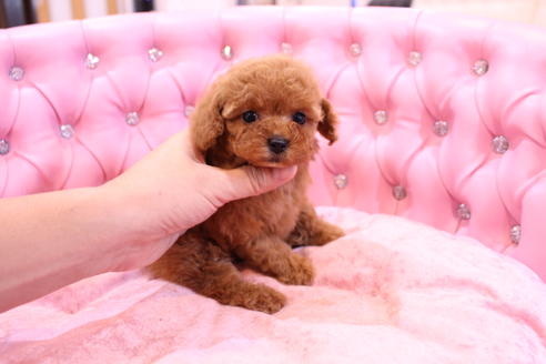 成約済の茨城県のトイプードル-57834の8枚目