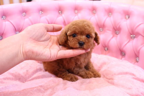 成約済の茨城県のトイプードル-57834の7枚目