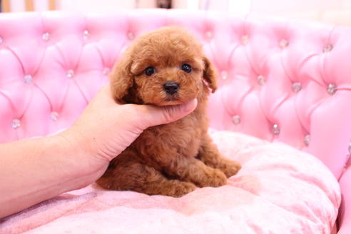 成約済の茨城県のトイプードル-57834の4枚目