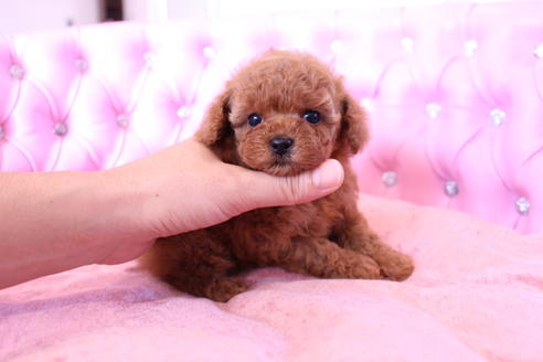 成約済の茨城県のトイプードル-57834の2枚目