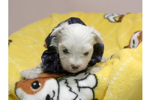 成約済の埼玉県のマルチーズ-58095の5枚目