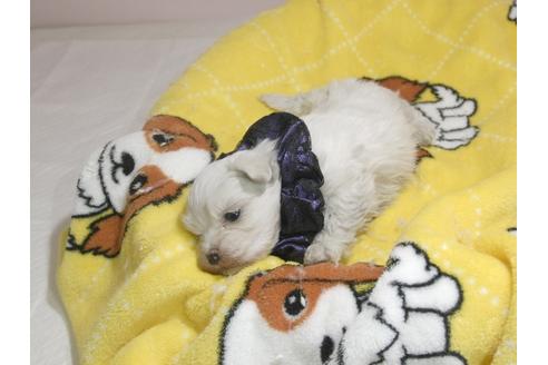 成約済の埼玉県のマルチーズ-58095の2枚目