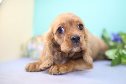 成約済の愛知県のキャバリアキングチャールズスパニエル-53776の8枚目