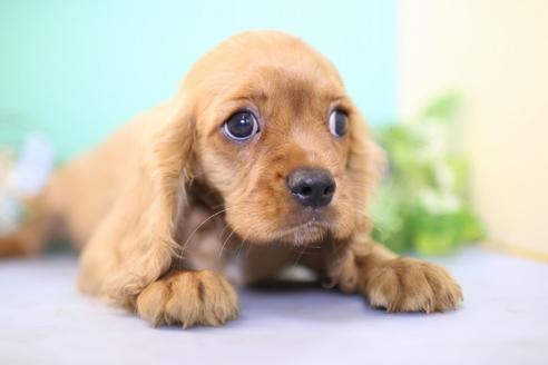 成約済の愛知県のキャバリアキングチャールズスパニエル-53776の7枚目