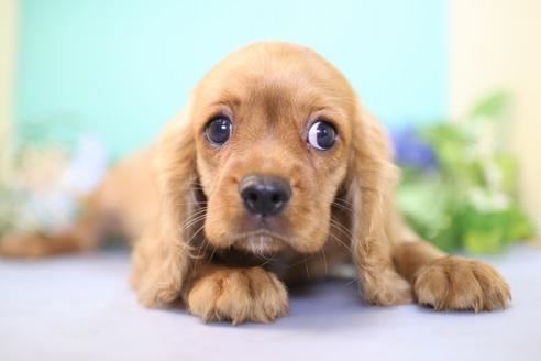 成約済の愛知県のキャバリアキングチャールズスパニエル-53776の6枚目