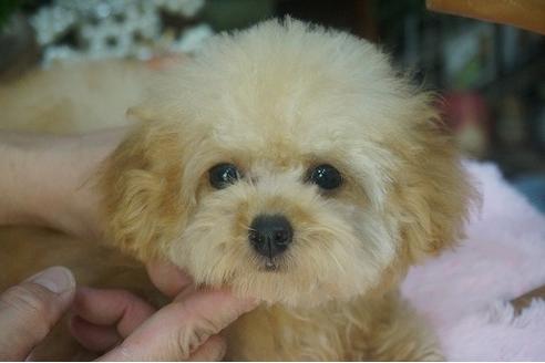 成約済の京都府のティーカッププードル-56025の3枚目