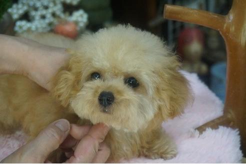 成約済の京都府のティーカッププードル-56025の2枚目