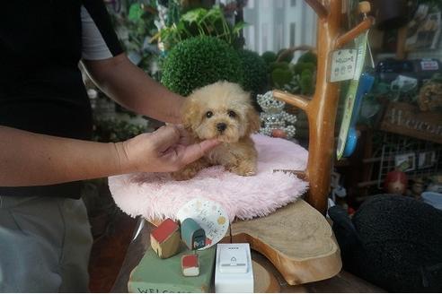 成約済の京都府のティーカッププードル-56025の1枚目