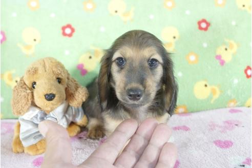 成約済の兵庫県のミニチュアダックスフンド(ロングヘアード)-58127の4枚目