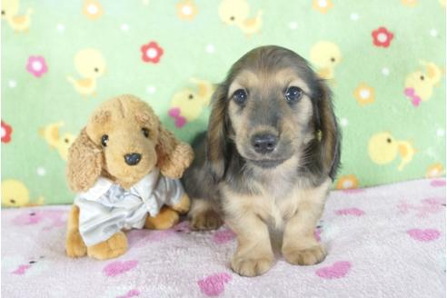 成約済の兵庫県のミニチュアダックスフンド(ロングヘアード)-58127の3枚目