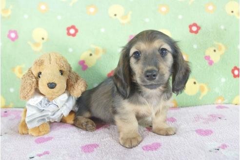 成約済の兵庫県のミニチュアダックスフンド(ロングヘアード)-58127の2枚目