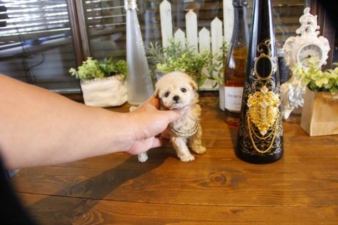 成約済の埼玉県のトイプードル-58129の5枚目