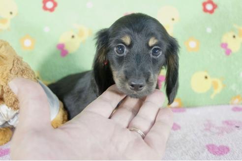 成約済の兵庫県のミニチュアダックスフンド(ロングヘアード)-58128の4枚目
