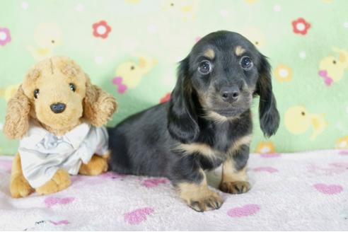 成約済の兵庫県のミニチュアダックスフンド(ロングヘアード)-58128の3枚目