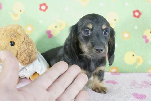 成約済の兵庫県のミニチュアダックスフンド(ロングヘアード)-58128の2枚目