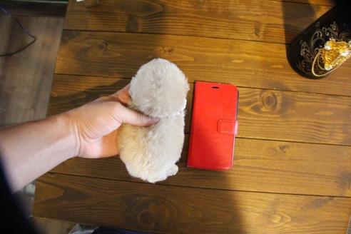 成約済の埼玉県のトイプードル-58129の4枚目