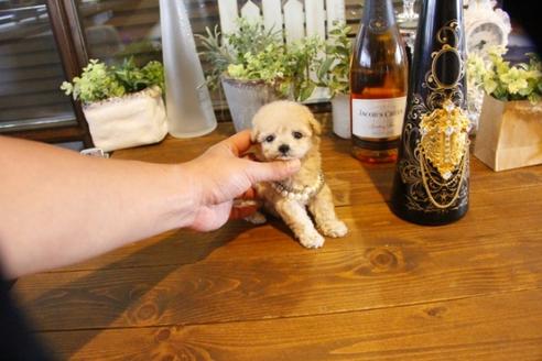 成約済の埼玉県のトイプードル-58129の3枚目