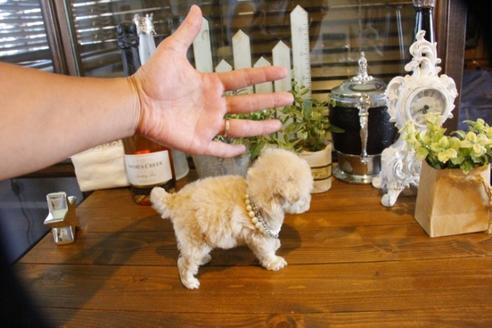 成約済の埼玉県のトイプードル-58129の2枚目