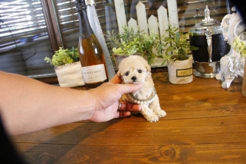 成約済の埼玉県のトイプードル-58129の1枚目