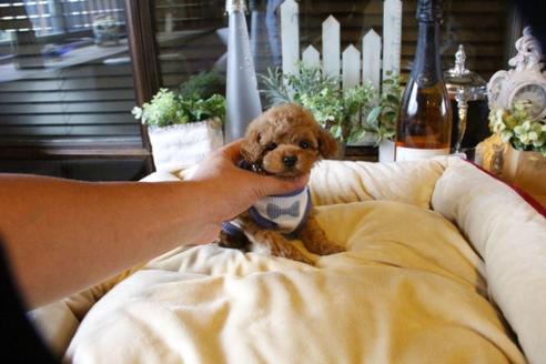 成約済の埼玉県のトイプードル-58130の5枚目