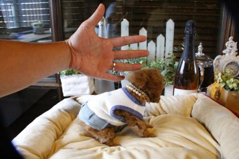 成約済の埼玉県のトイプードル-58130の4枚目