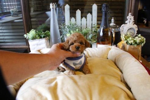 成約済の埼玉県のトイプードル-58130の3枚目