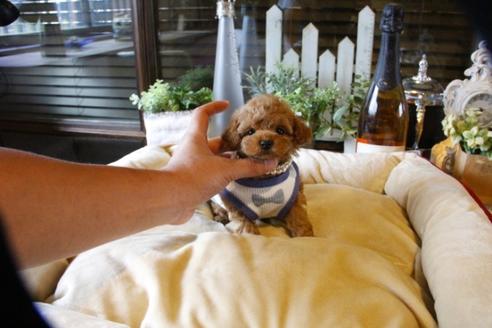 成約済の埼玉県のトイプードル-58130の2枚目