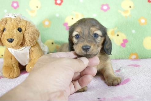 成約済の兵庫県のミニチュアダックスフンド(ロングヘアード)-58131の4枚目