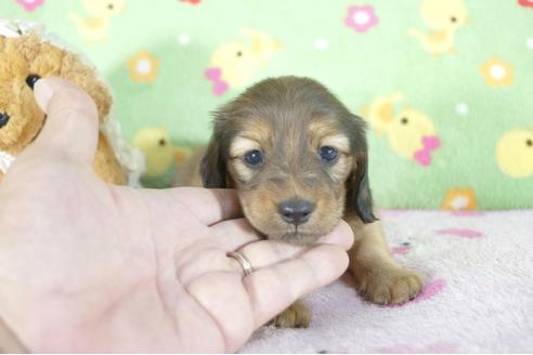 成約済の兵庫県のミニチュアダックスフンド(ロングヘアード)-58131の3枚目