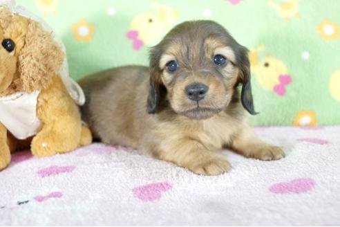 成約済の兵庫県のミニチュアダックスフンド(ロングヘアード)-58131の2枚目